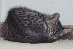 Picture of Souffle