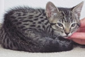 Picture of Souffle