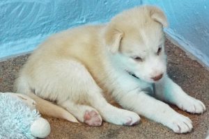 Picture of Amber