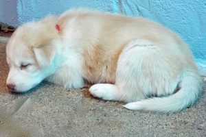 Picture of Amber