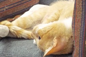 Picture of Betsy