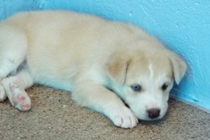 Picture of Crystal