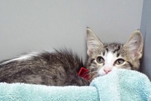 Picture of Dewey