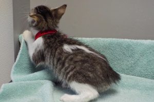 Picture of Dewey