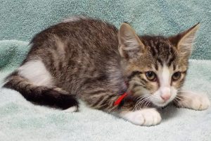 Picture of Dewey