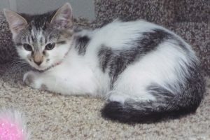 Picture of Glaze