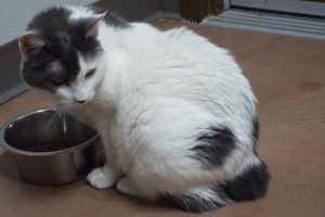 Picture of Gracie