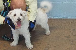 Picture of Happy