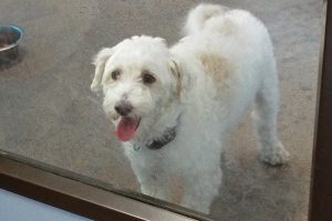 Picture of Happy