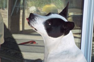 Picture of Loco