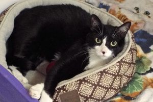 Picture of Lulu