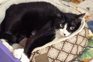 Picture of Lulu