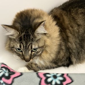 Picture of Marlin