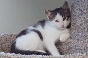 Picture of Mickey