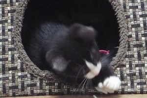 Picture of Minnie