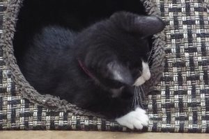 Picture of Minnie