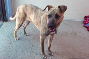 Picture of Pepsi
