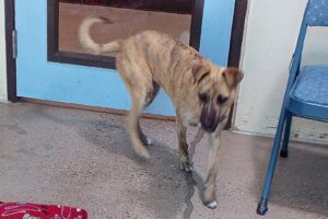 Picture of Pepsi