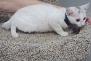 Picture of Phoebe