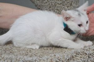 Picture of Phoebe