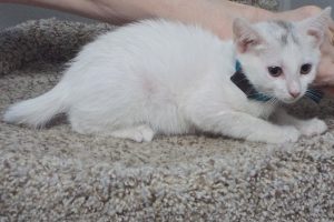 Picture of Phoebe