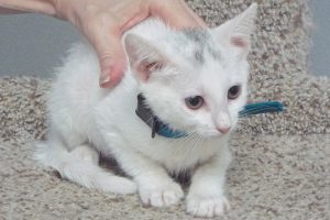 Picture of Phoebe