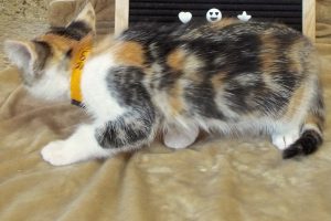Picture of Sailor