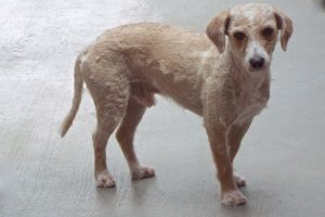 Picture of Shaggy