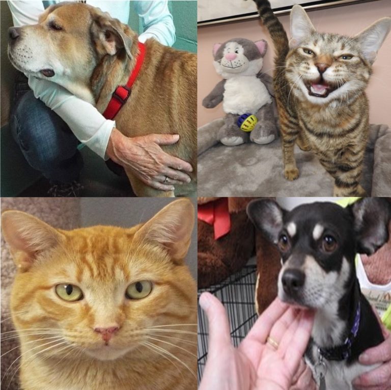 Pets