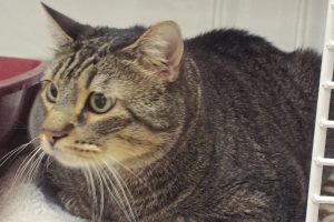 Picture of Tiger