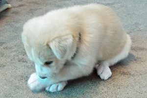 Picture of Topaz