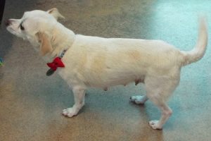 Picture of Chiquita