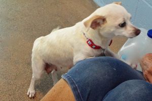 Picture of Chiquita