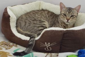 Picture of Dex