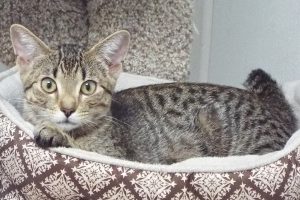 Picture of Fondue