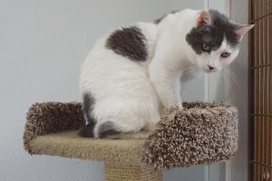 Picture of Gracie