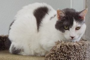 Picture of Gracie