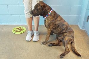 Picture of Indy