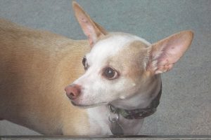 Picture of Jack
