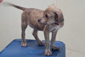 Picture of Macaroni