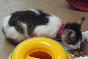 Picture of Muppet