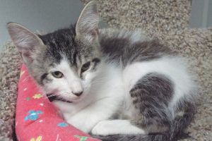 Picture of Muppet