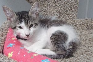 Picture of Muppet