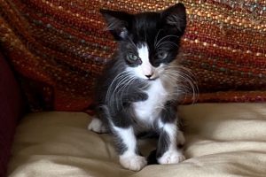 Baby Oscar