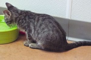 Picture of Prada