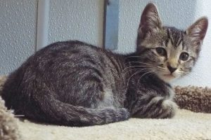 Picture of Prada