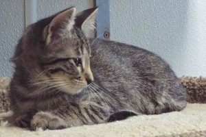Picture of Prada