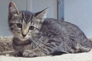 Picture of Prada