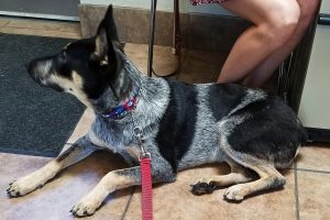 Picture of Shadow