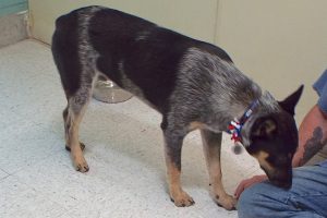 Picture of Shadow